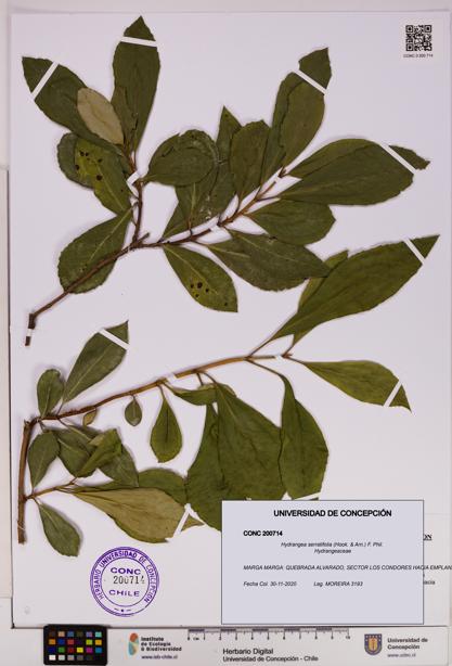 Hydrangea serratifolia [Espécimen: UDEC:CONC:0200714]