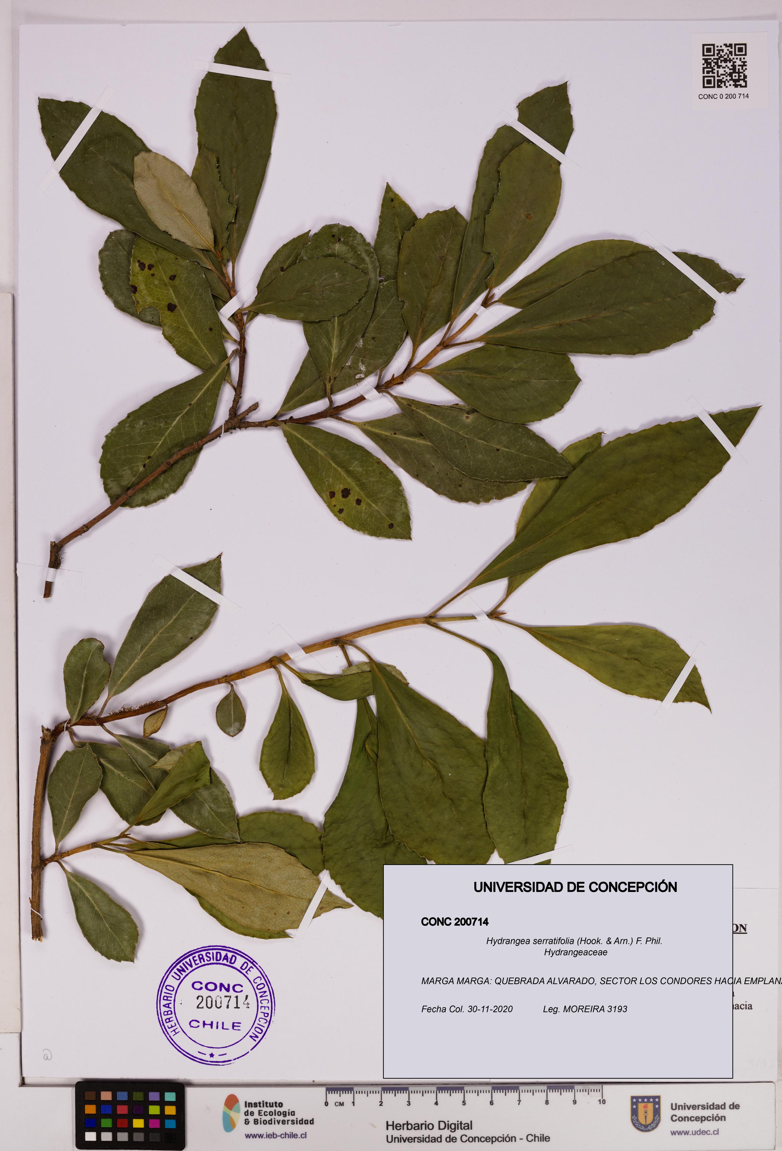 Hydrangea serratifolia [Espécimen: UDEC:CONC:0200714]