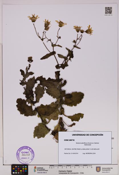 Senecio planiflorus [Espécimen: UDEC:CONC:0200718]