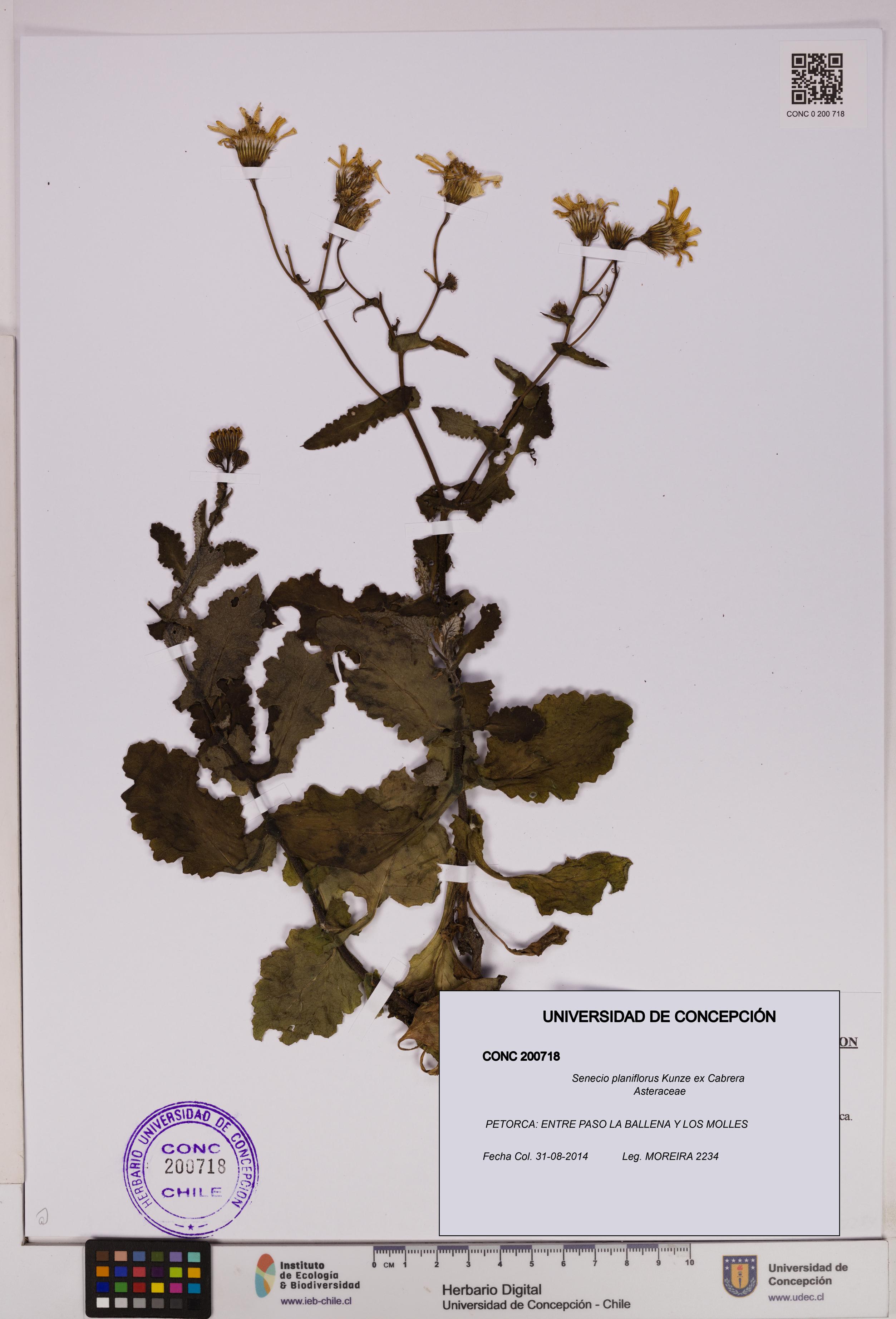Senecio planiflorus [Espécimen: UDEC:CONC:0200718]