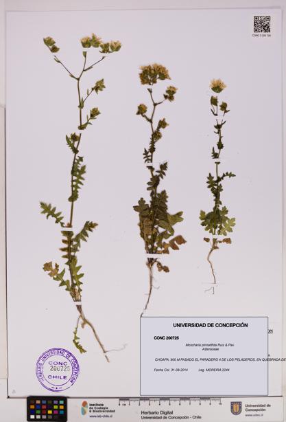 Moscharia pinnatifida [Espécimen: UDEC:CONC:0200725]