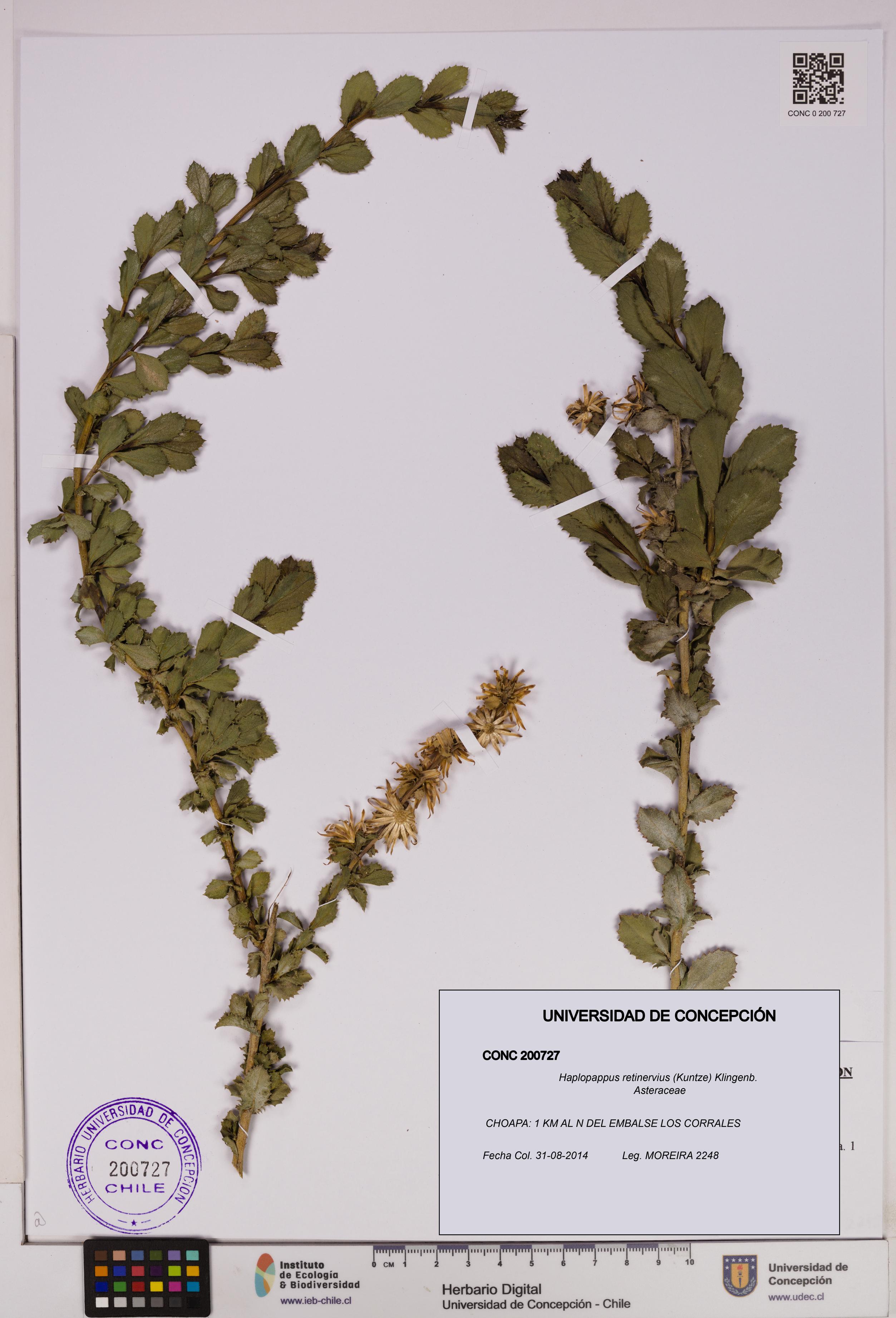 Haplopappus retinervius [Espécimen: UDEC:CONC:0200727]