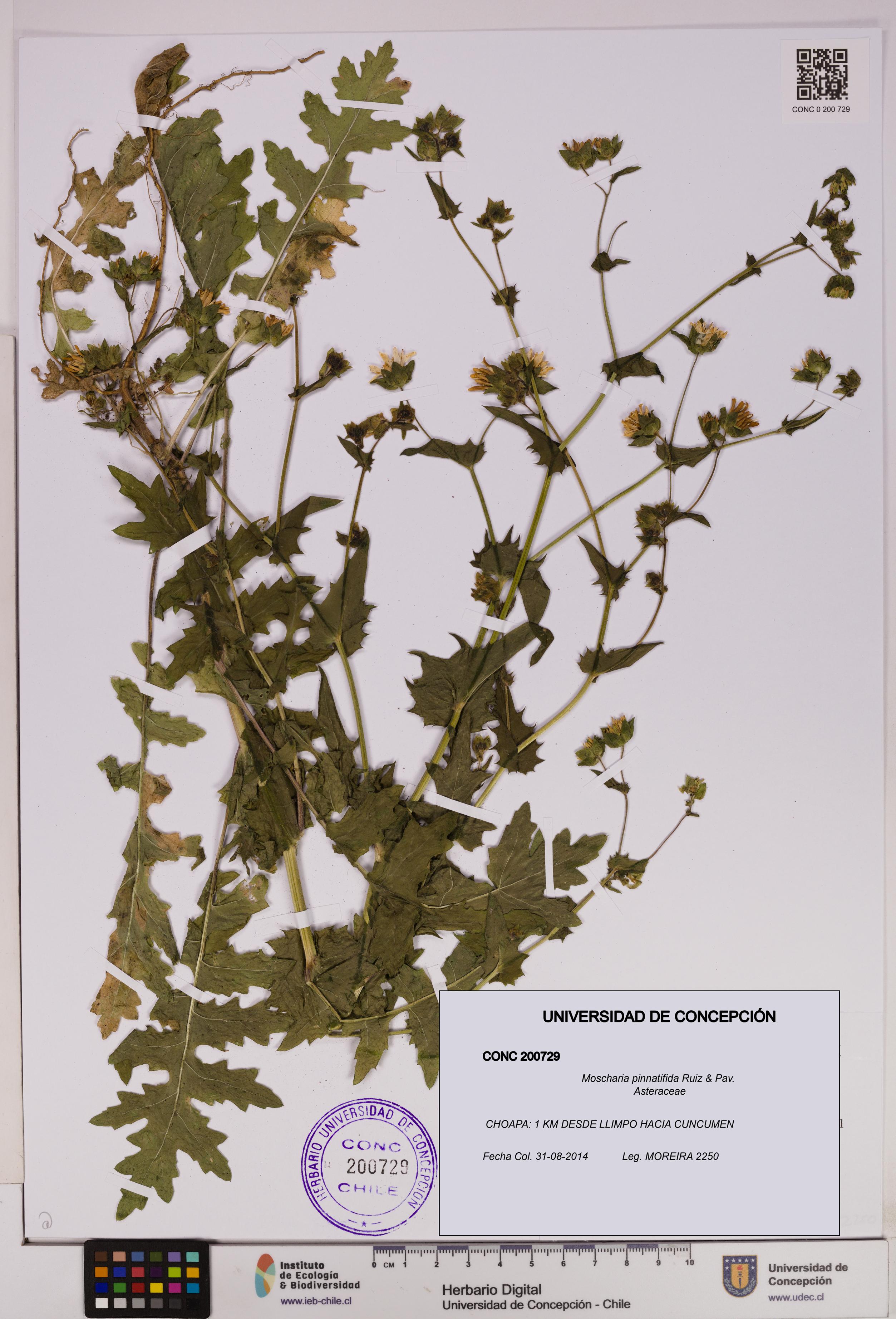 Moscharia pinnatifida [Espécimen: UDEC:CONC:0200729]