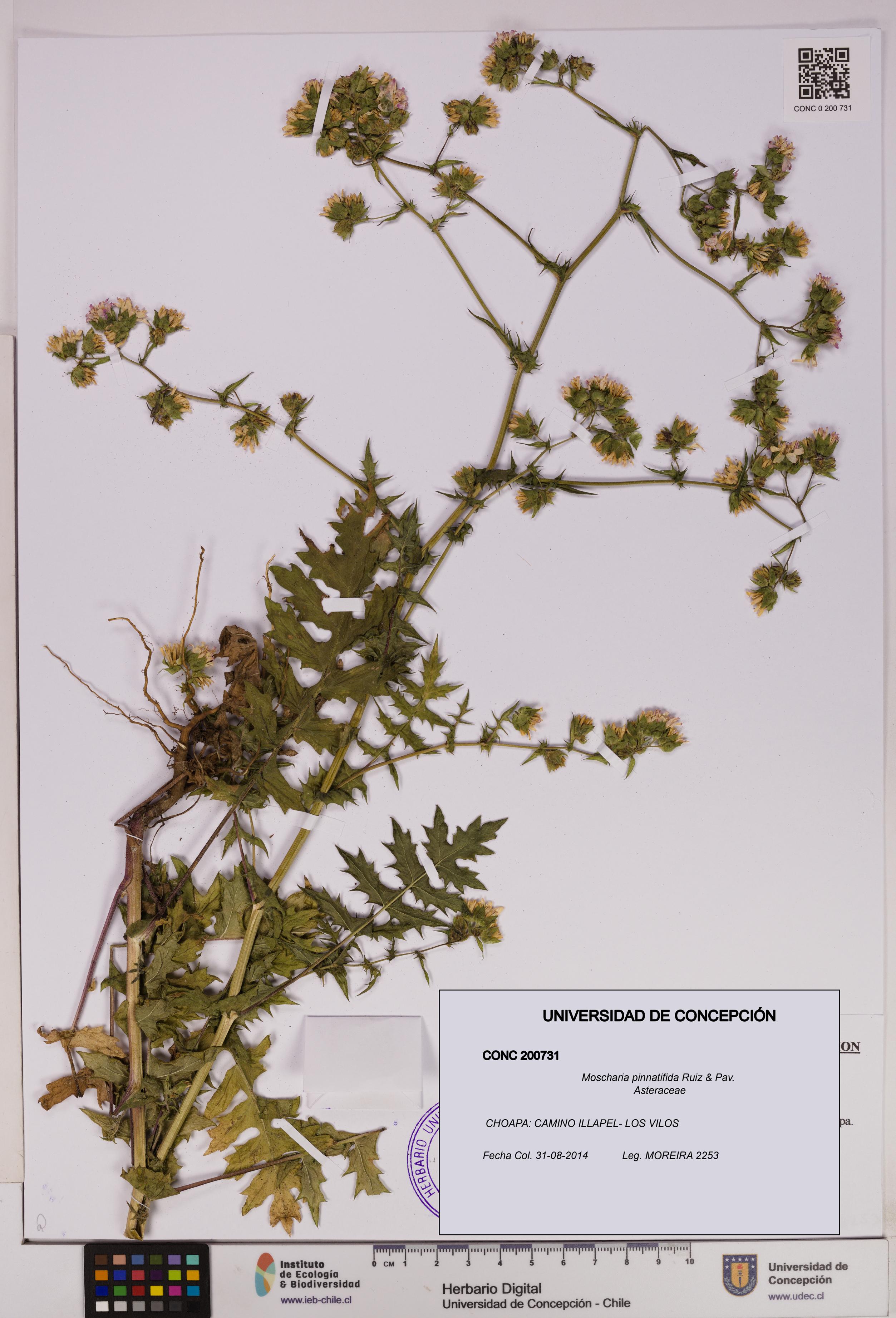 Moscharia pinnatifida [Espécimen: UDEC:CONC:0200731]