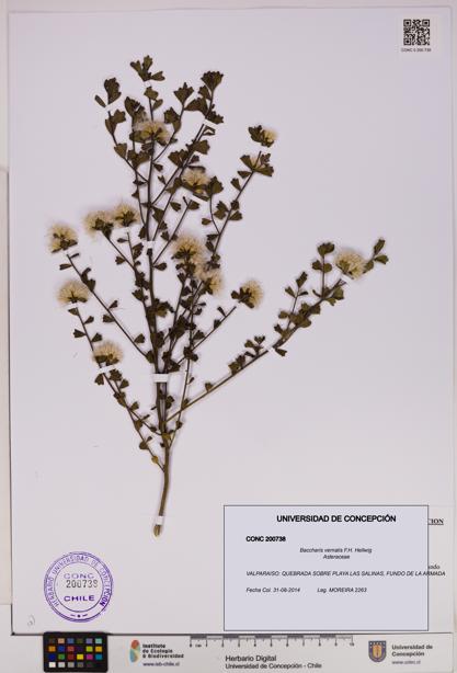 Baccharis vernalis [Espécimen: UDEC:CONC:0200738]