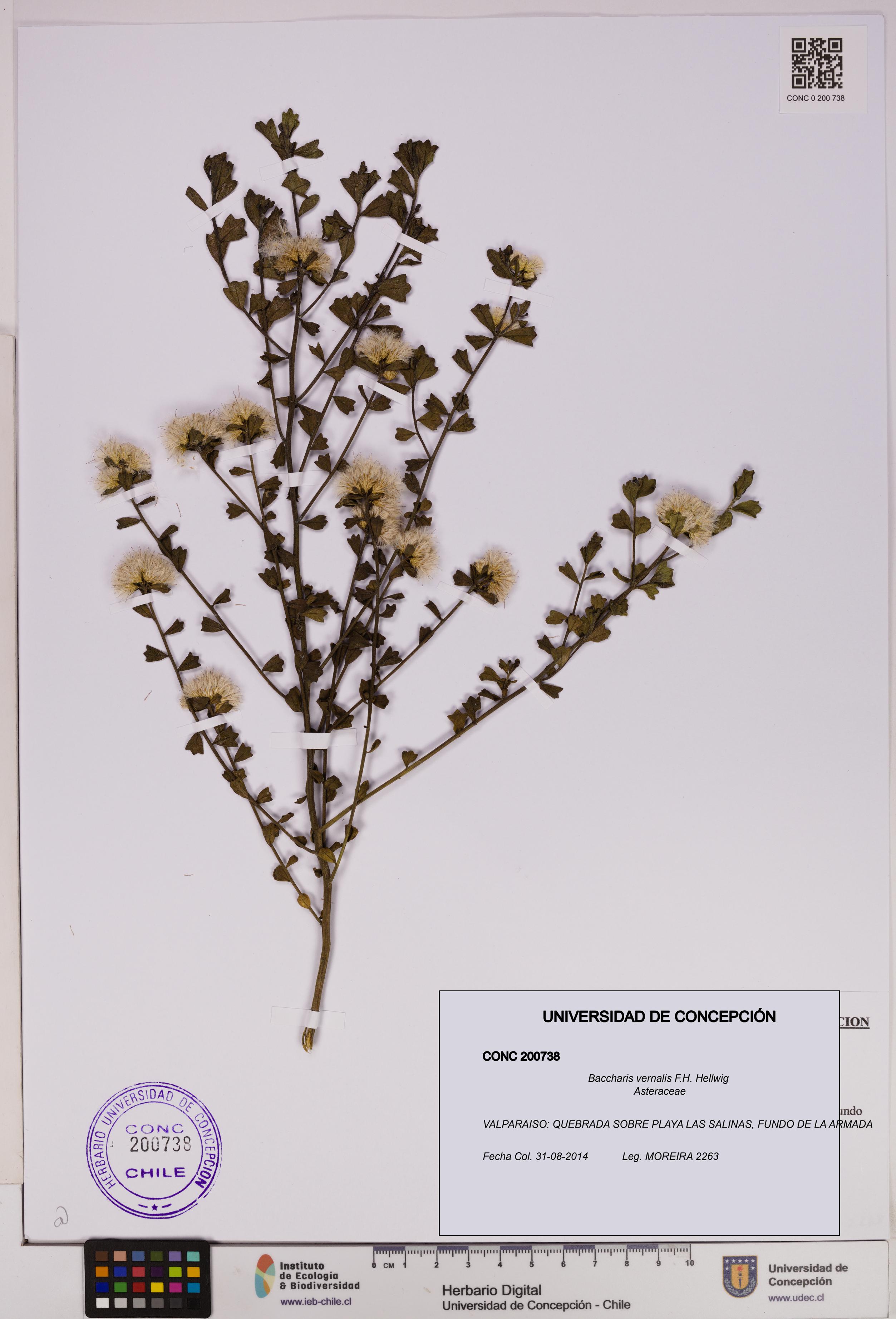 Baccharis vernalis [Espécimen: UDEC:CONC:0200738]