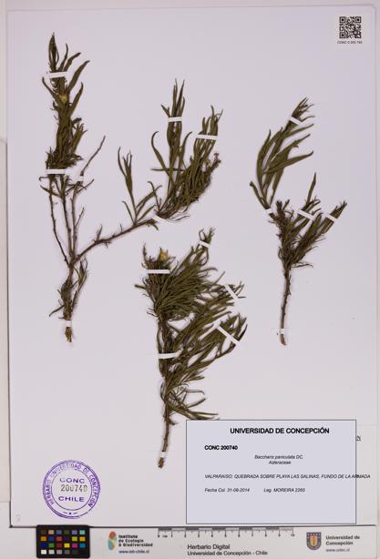 Baccharis paniculata [Espécimen: UDEC:CONC:0200740]