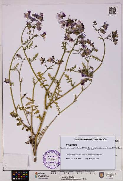 Schizanthus carlomunozii [Espécimen: UDEC:CONC:0200742]