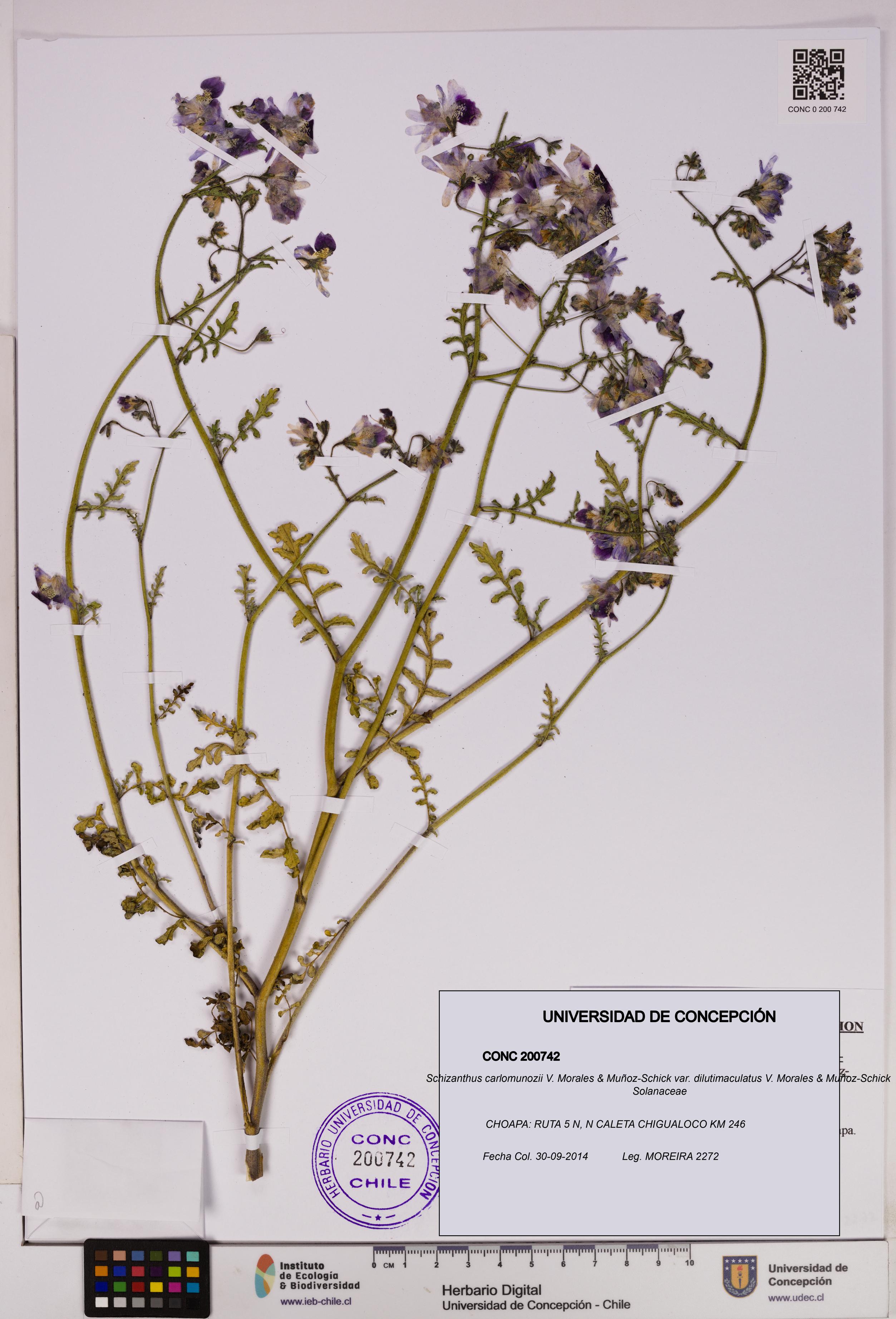 Schizanthus carlomunozii [Espécimen: UDEC:CONC:0200742]