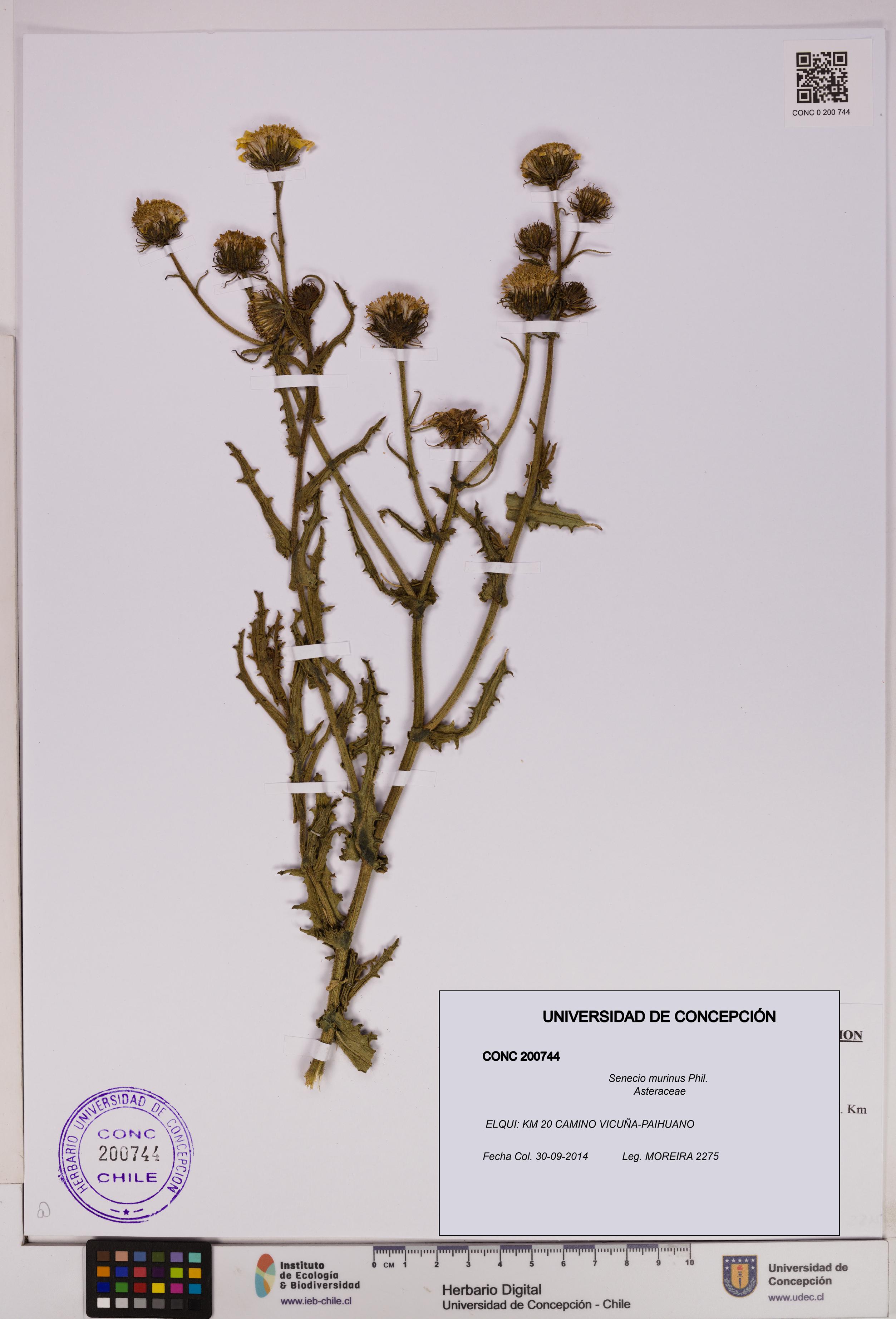 Senecio murinus [Espécimen: UDEC:CONC:0200744]