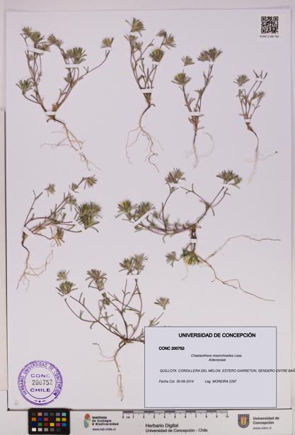 Chaetanthera moenchioides [Espécimen: UDEC:CONC:0200752]