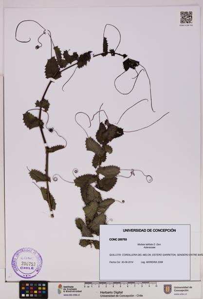 Mutisia latifolia [Espécimen: UDEC:CONC:0200753]