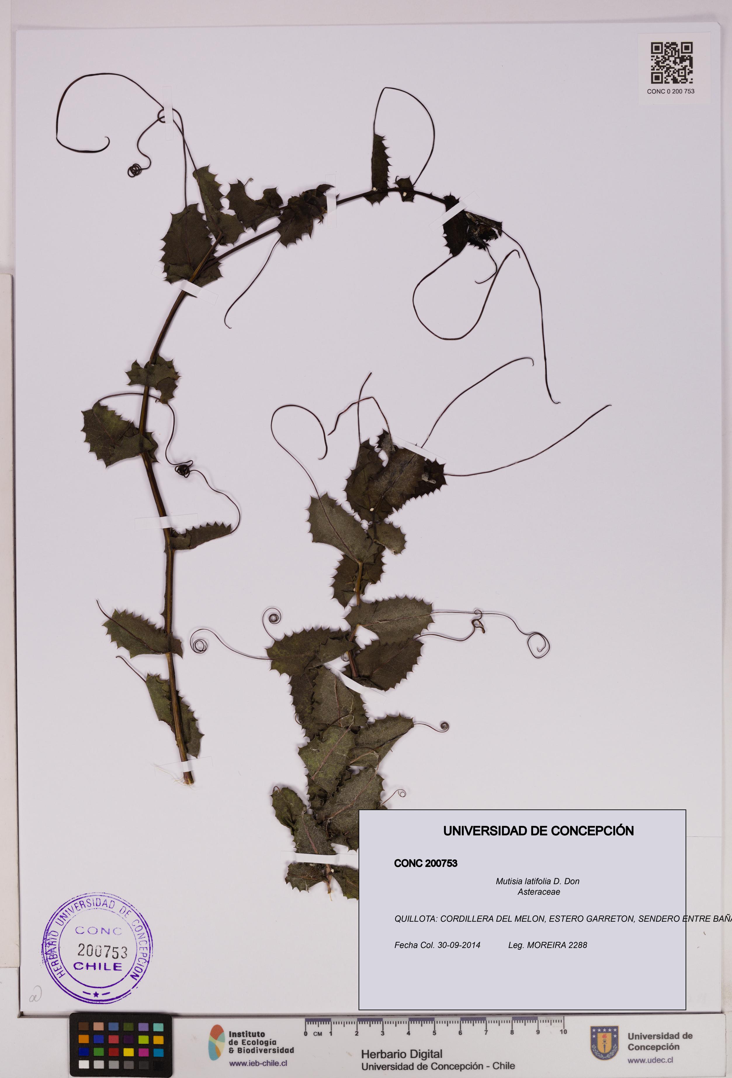 Mutisia latifolia [Espécimen: UDEC:CONC:0200753]