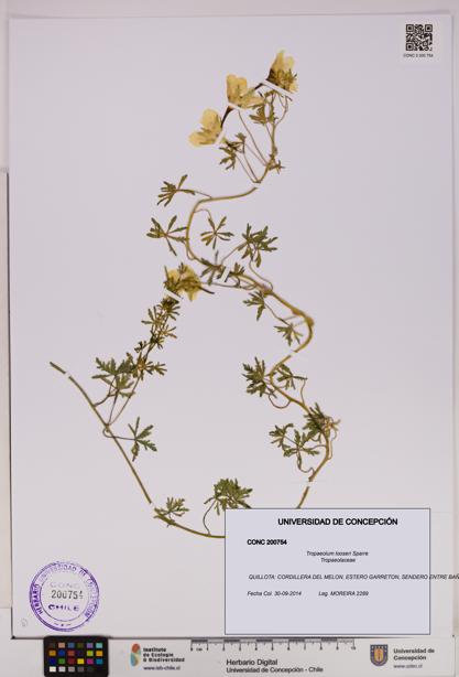 Tropaeolum looseri [Espécimen: UDEC:CONC:0200754]