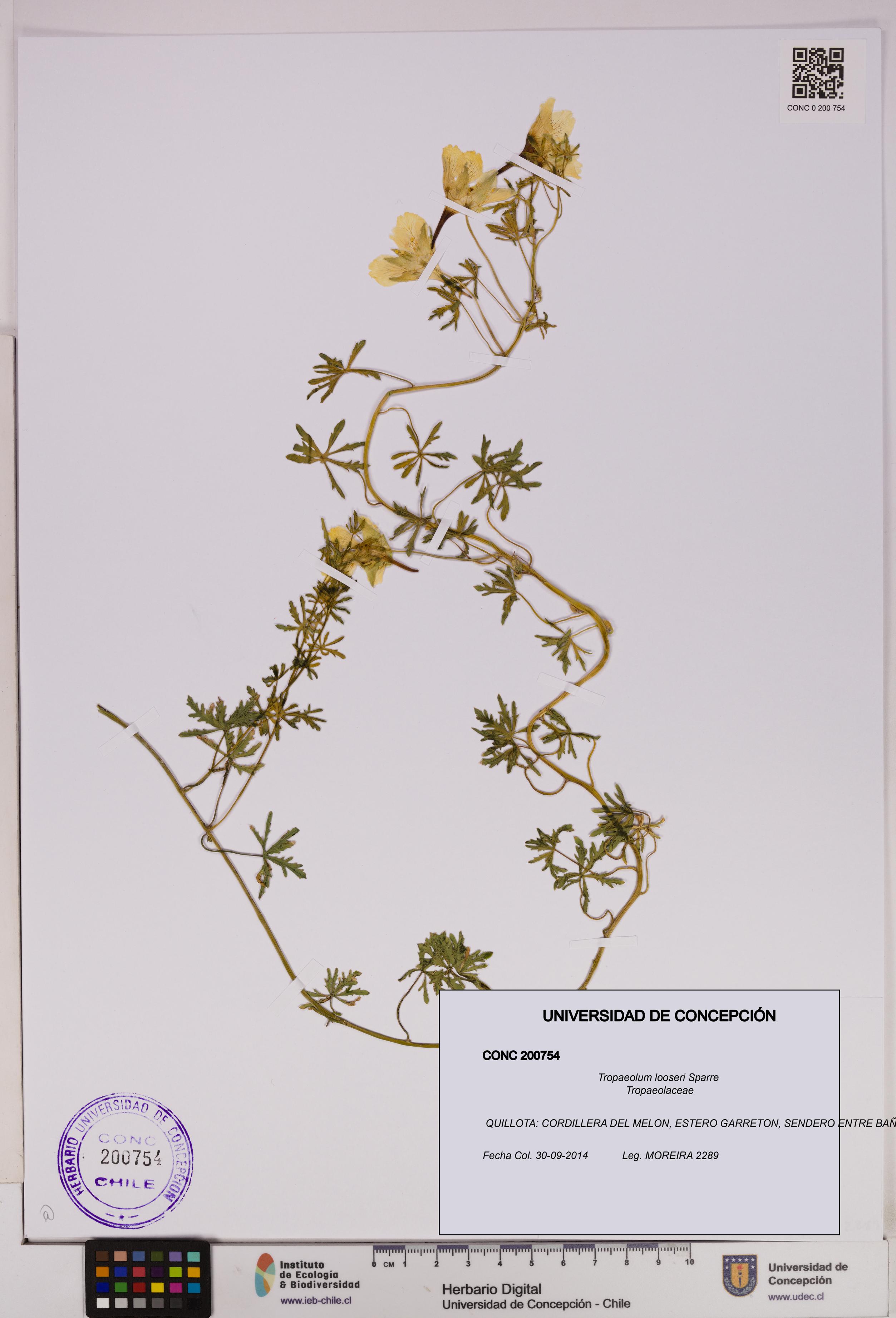 Tropaeolum looseri [Espécimen: UDEC:CONC:0200754]