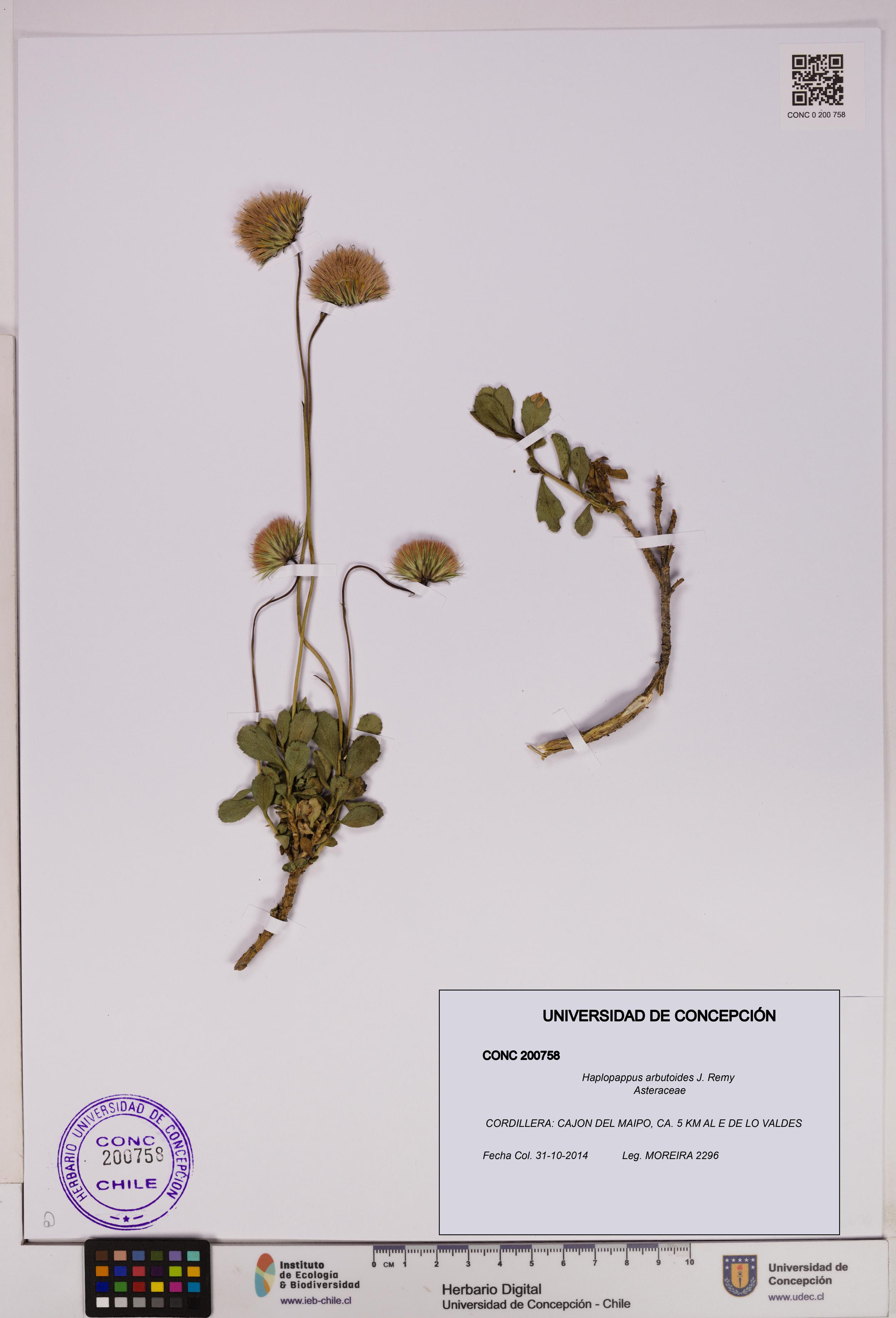 Haplopappus arbutoides [Espécimen: UDEC:CONC:0200758]