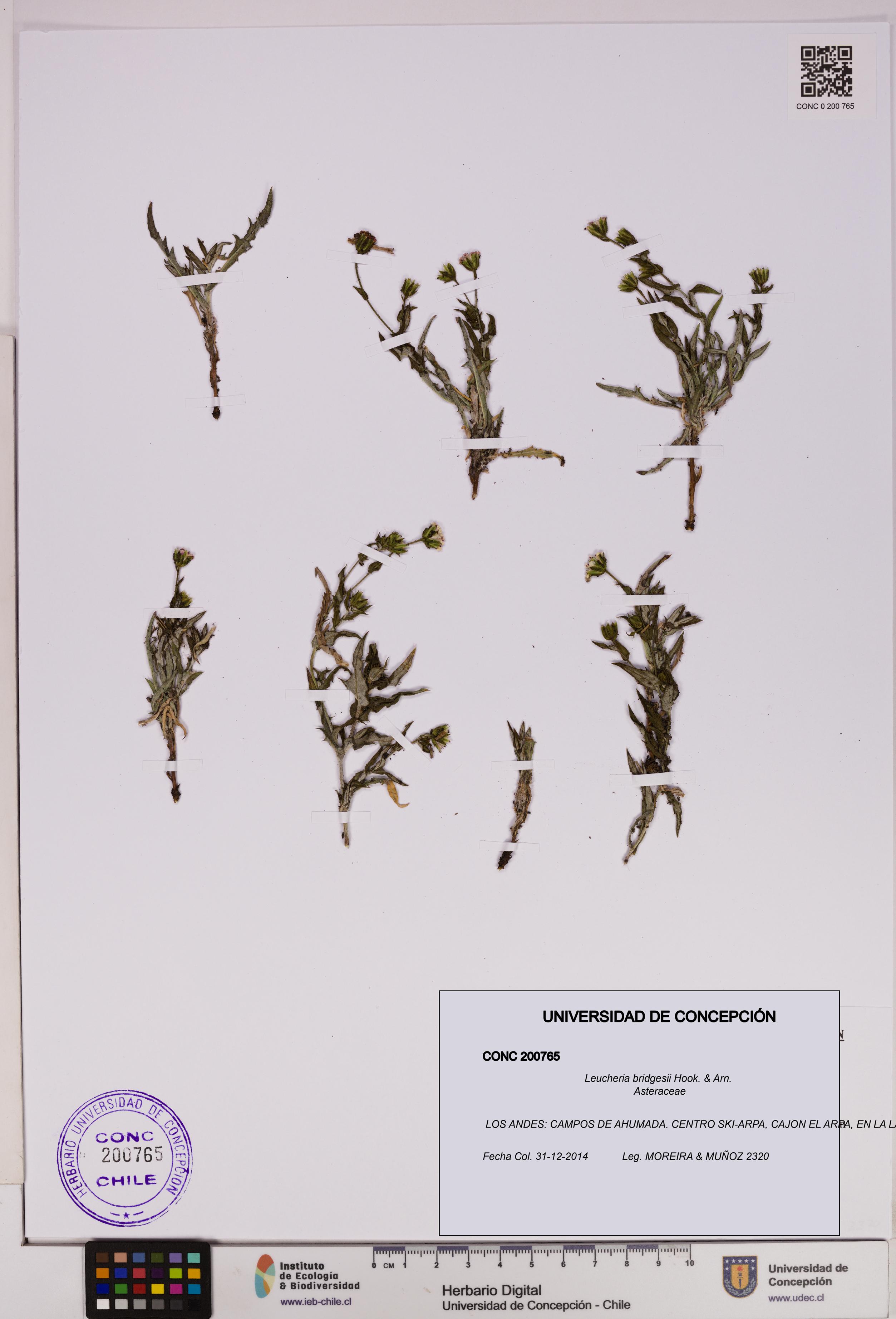 Leucheria bridgesii [Espécimen: UDEC:CONC:0200765]