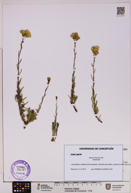 Senecio francisci [Espécimen: UDEC:CONC:0200767]