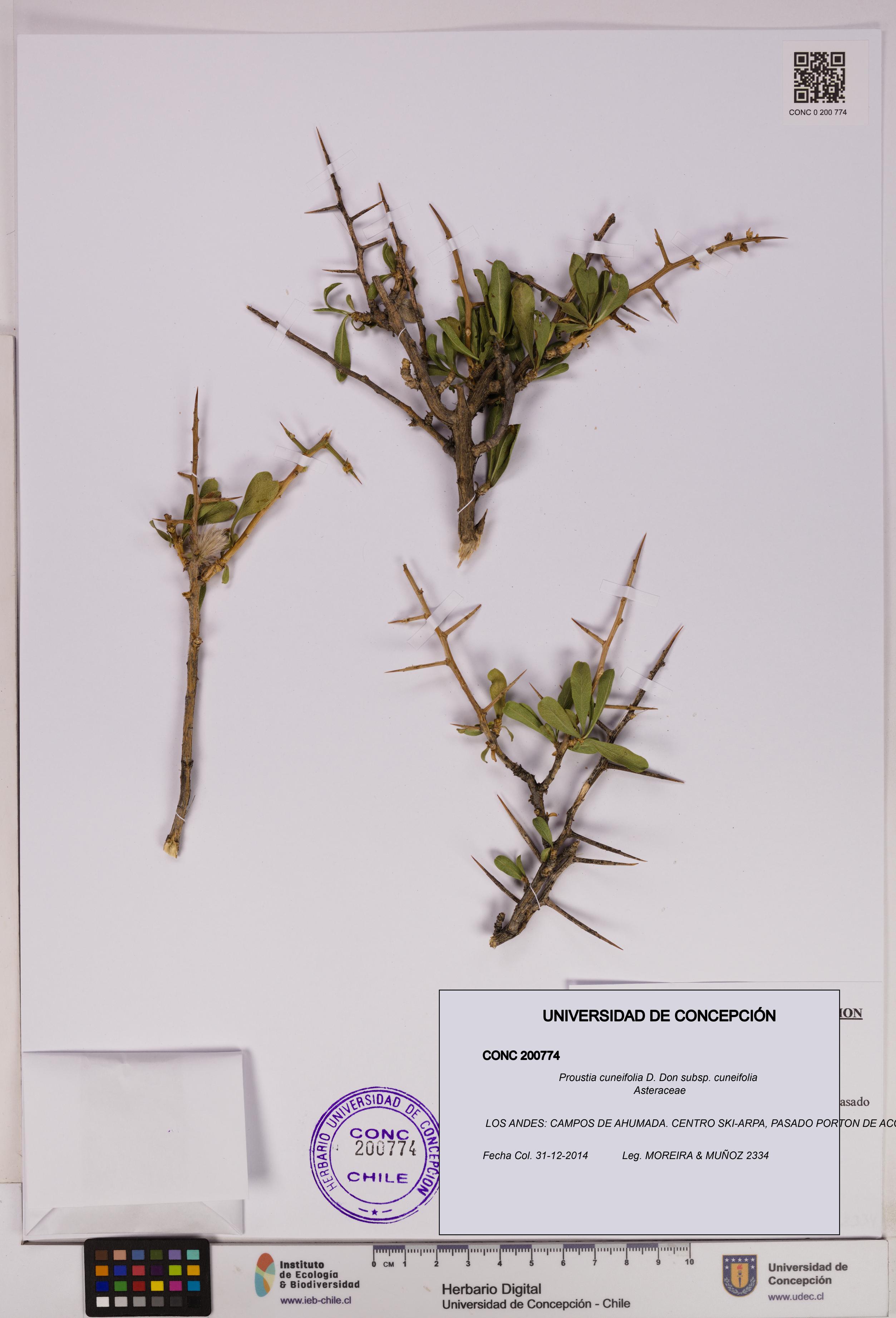 Proustia cuneifolia subsp. cuneifolia [Espécimen: UDEC:CONC:0200774]
