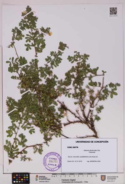 Adesmia denticulata [Espécimen: UDEC:CONC:0200776]
