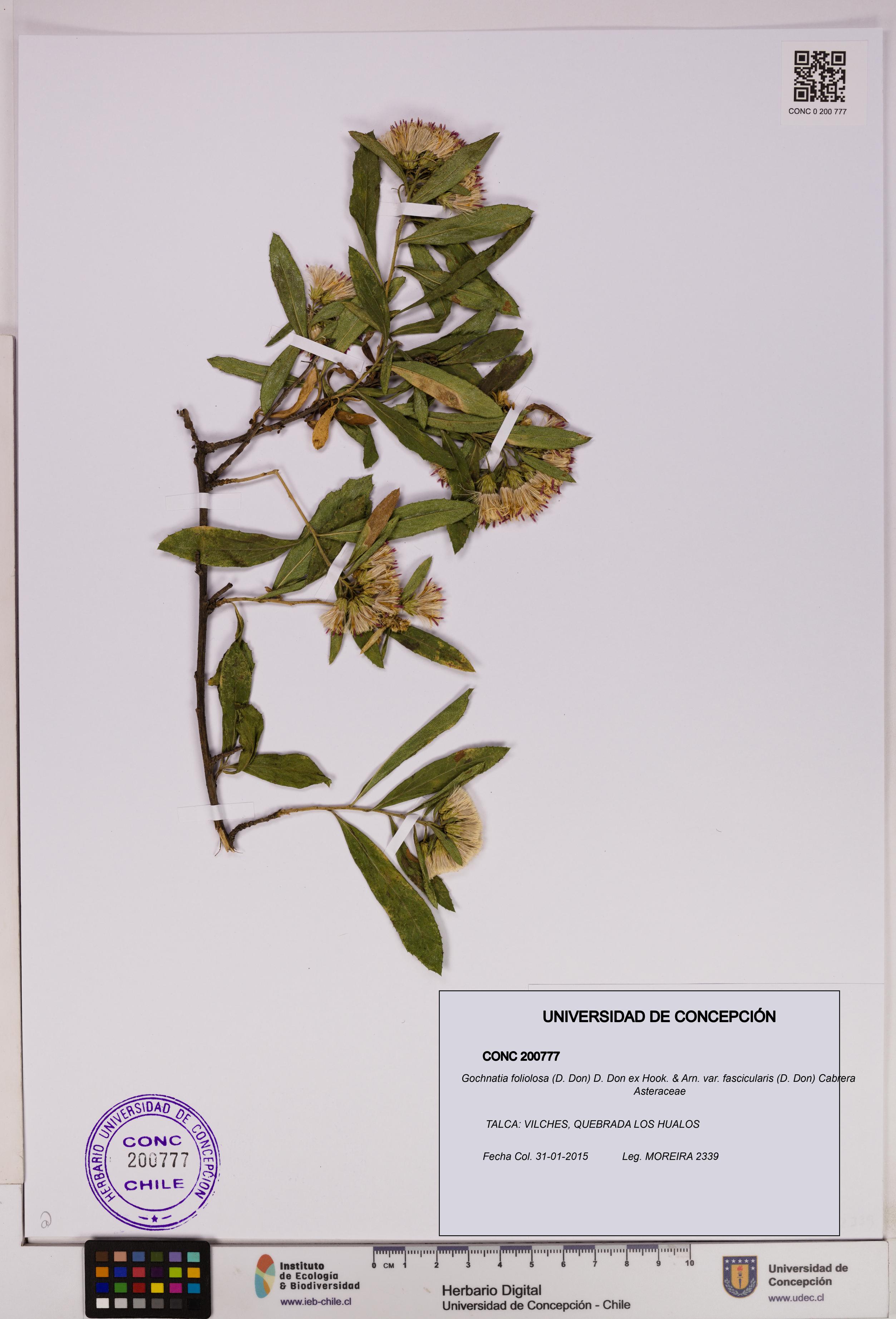 Gochnatia foliolosa var. fascicularis [Espécimen: UDEC:CONC:0200777]