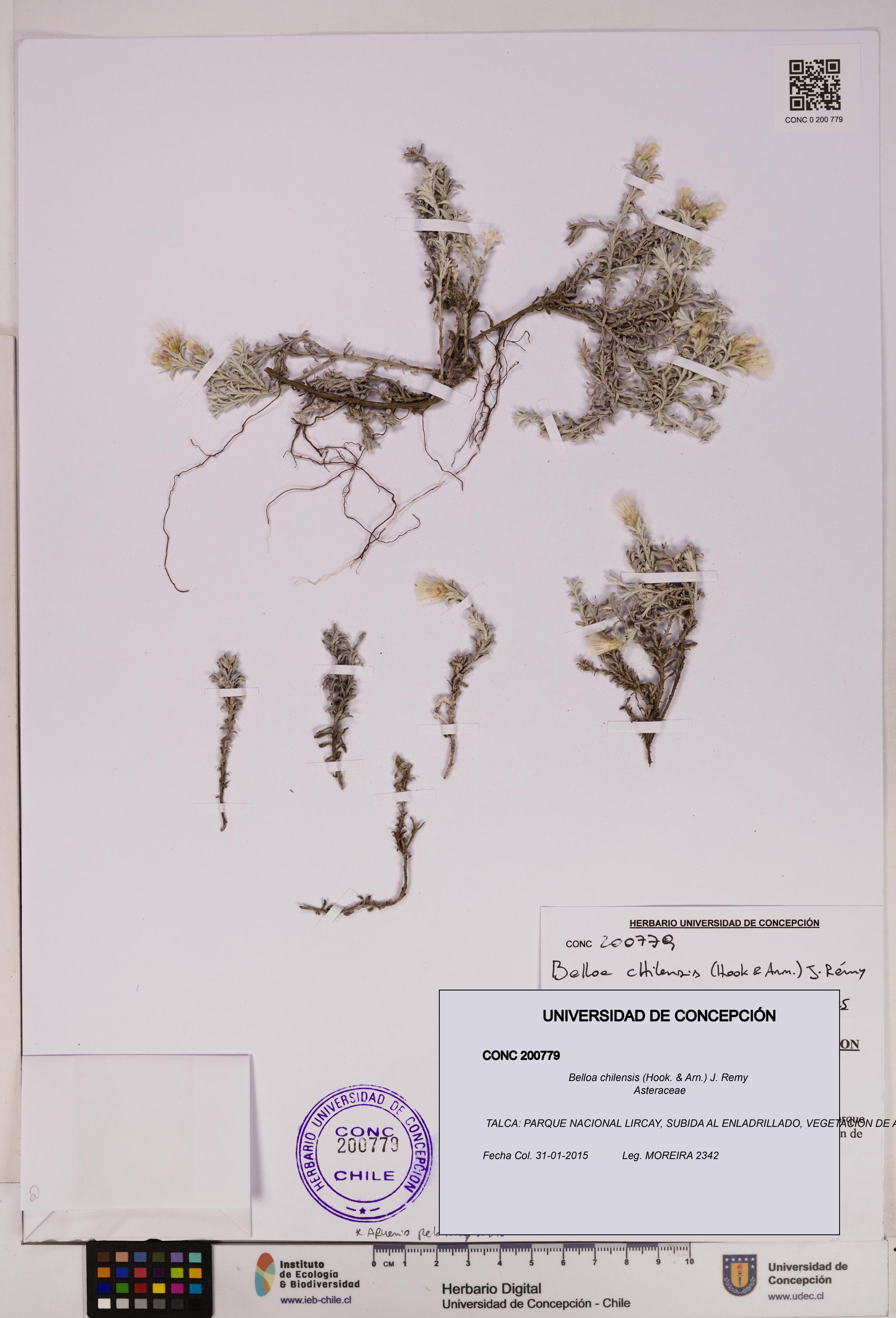 Belloa chilensis [Espécimen: UDEC:CONC:0200779]