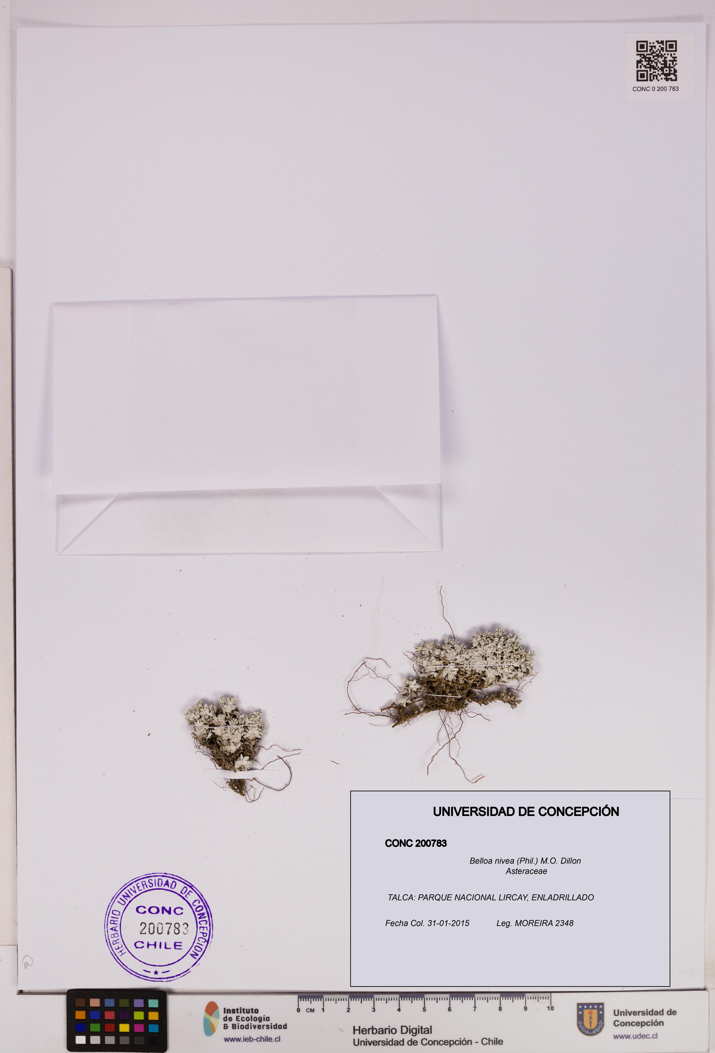 Belloa nivea [Espécimen: UDEC:CONC:0200783]