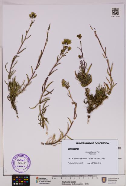 Senecio francisci [Espécimen: UDEC:CONC:0200784]