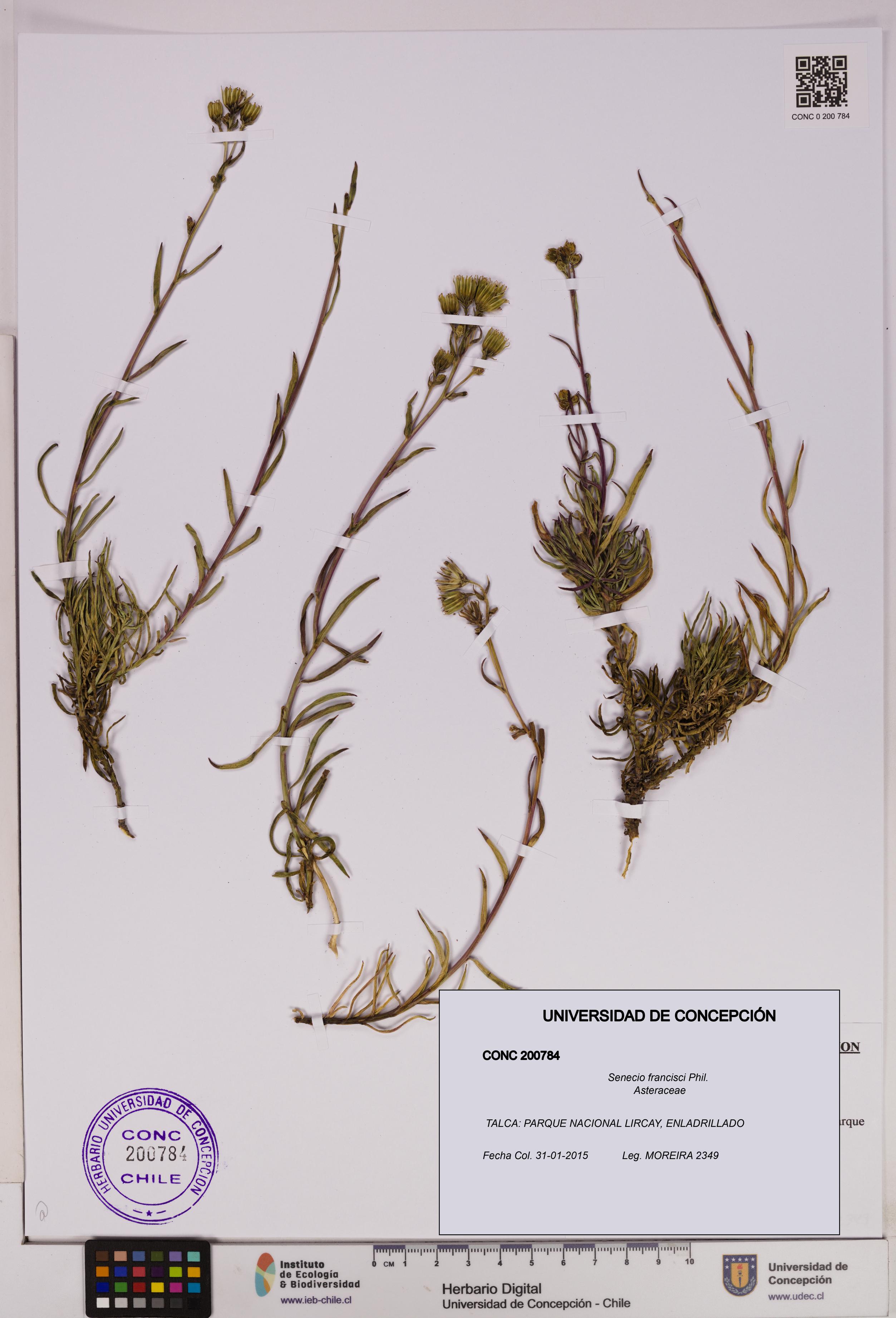 Senecio francisci [Espécimen: UDEC:CONC:0200784]