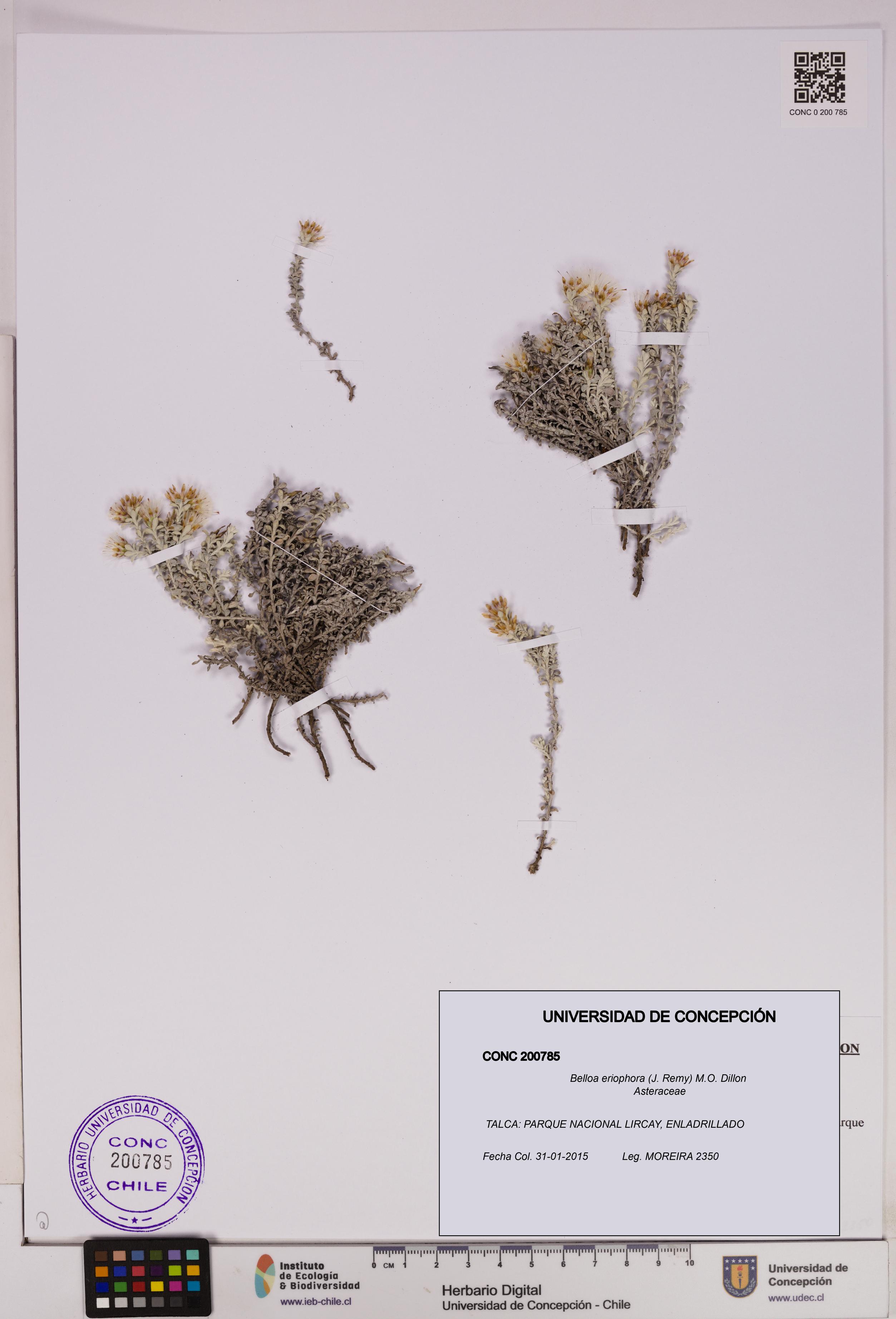 Belloa eriophora [Espécimen: UDEC:CONC:0200785]