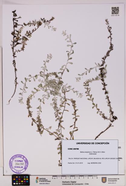 Belloa eriophora [Espécimen: UDEC:CONC:0200786]