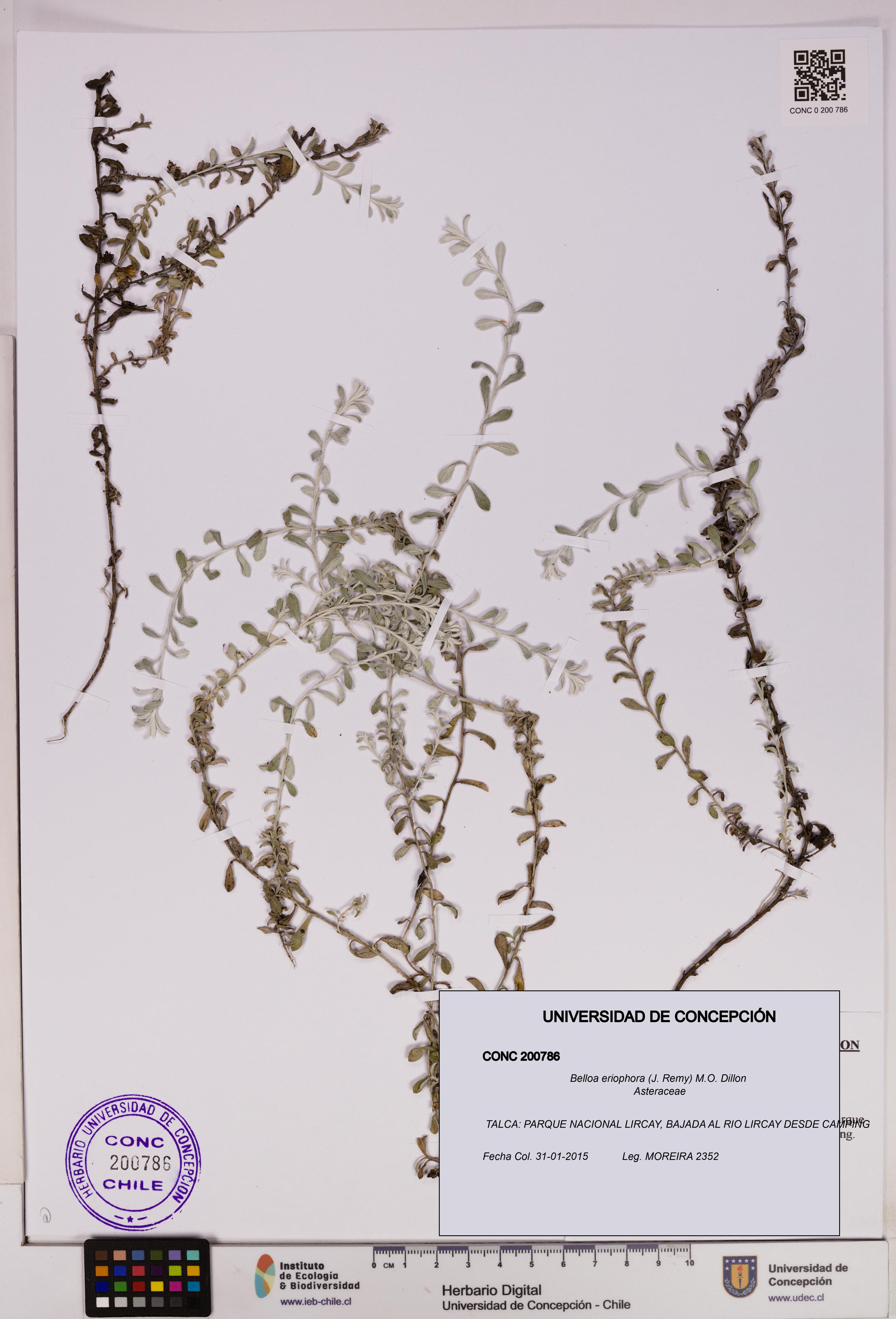 Belloa eriophora [Espécimen: UDEC:CONC:0200786]
