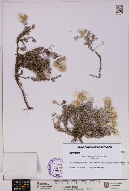 Belloa eriophora [Espécimen: UDEC:CONC:0200791]