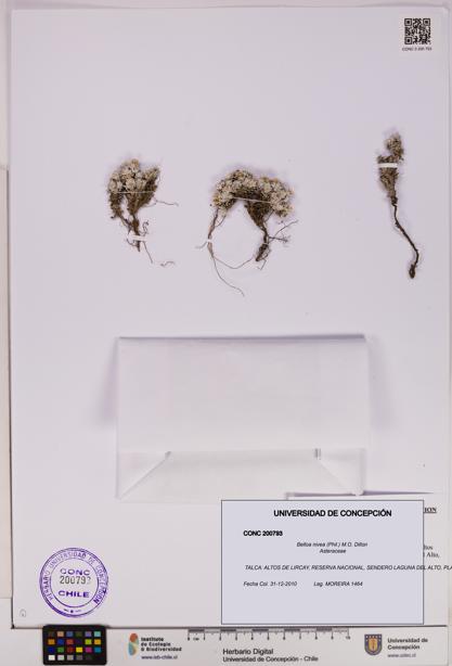 Belloa nivea [Espécimen: UDEC:CONC:0200793]