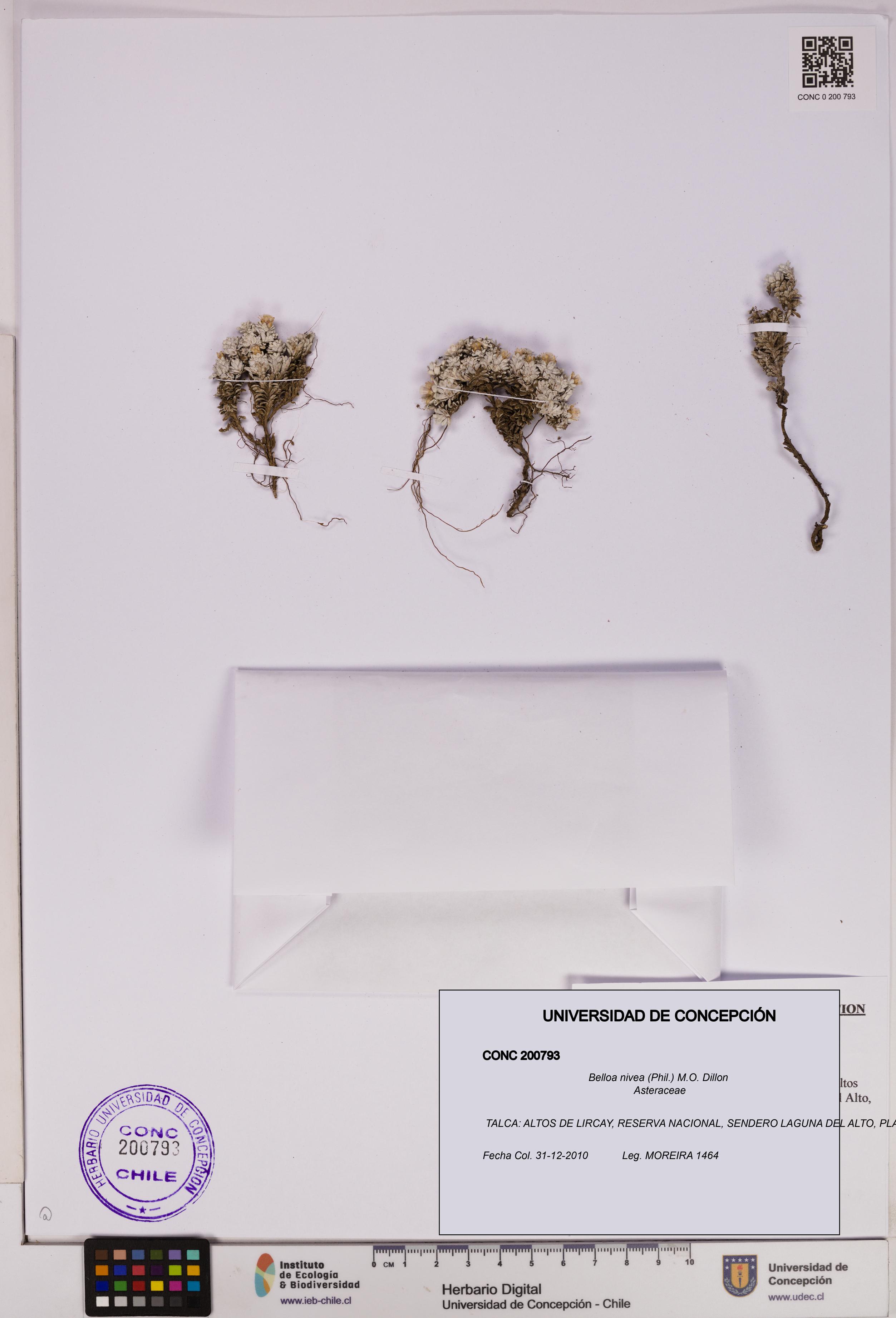 Belloa nivea [Espécimen: UDEC:CONC:0200793]