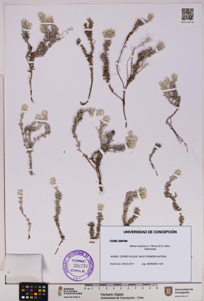 Belloa eriophora [Espécimen: UDEC:CONC:0200794]