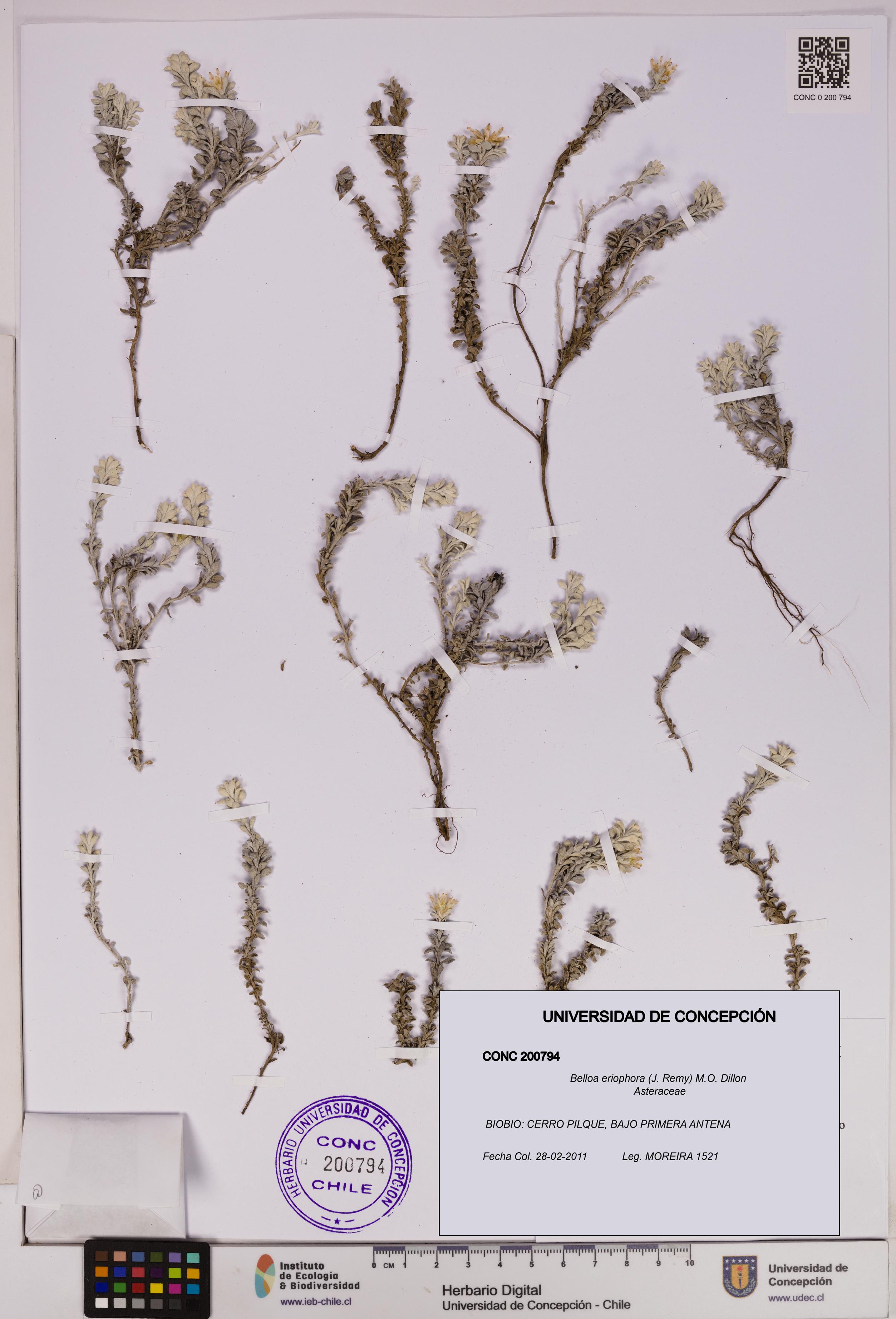 Belloa eriophora [Espécimen: UDEC:CONC:0200794]