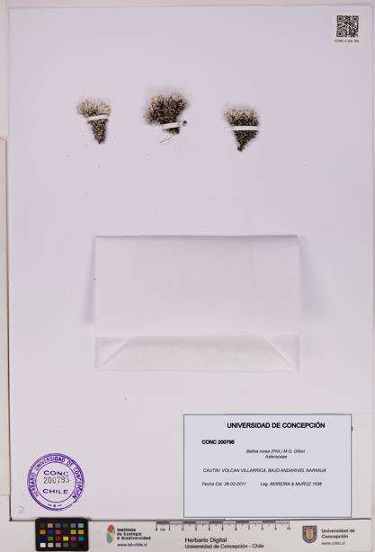 Belloa nivea [Espécimen: UDEC:CONC:0200795]