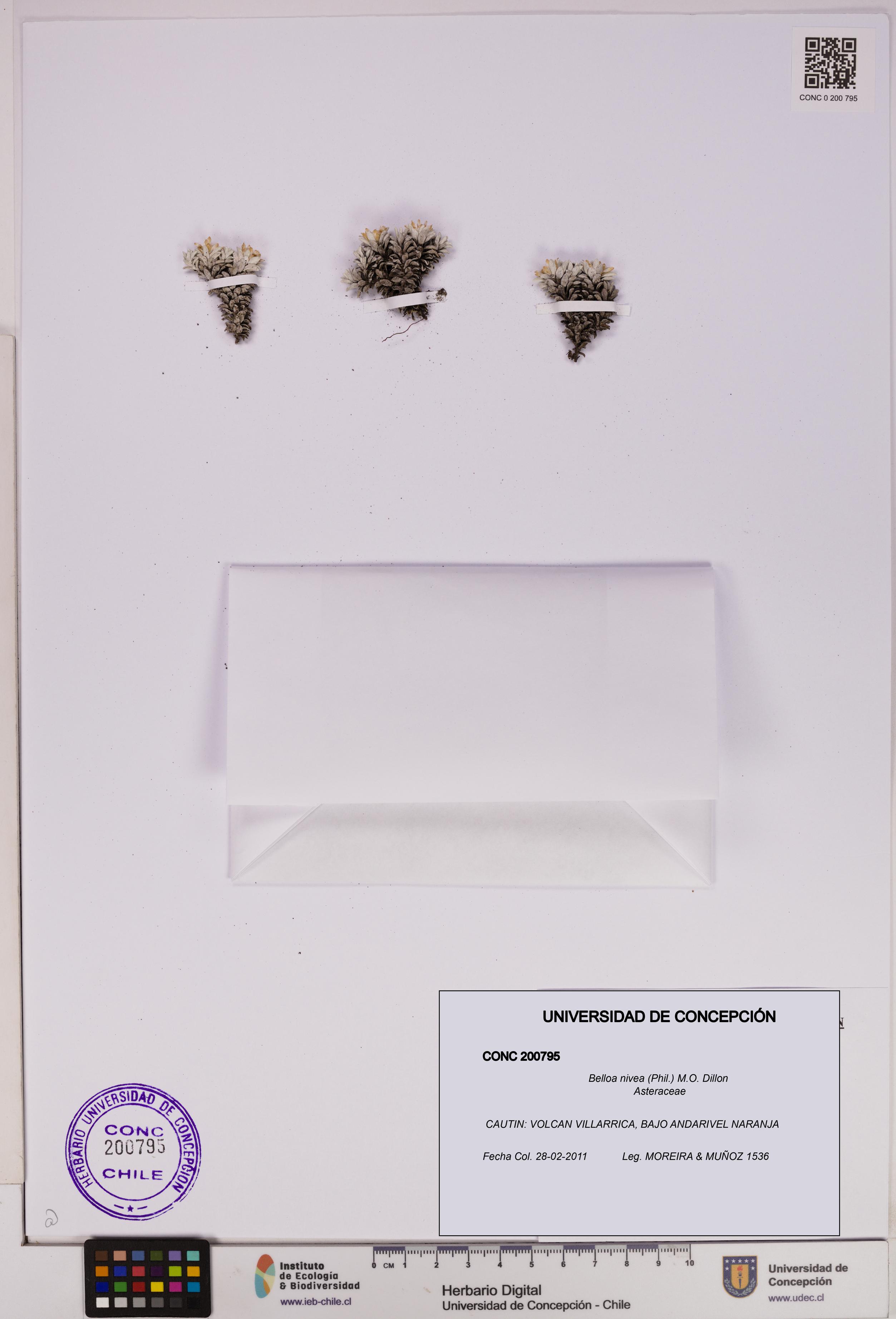 Belloa nivea [Espécimen: UDEC:CONC:0200795]