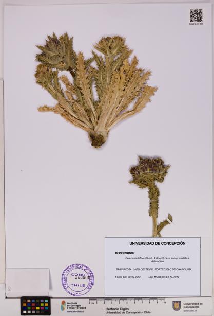 Perezia multiflora subsp. multiflora [Espécimen: UDEC:CONC:0200800]