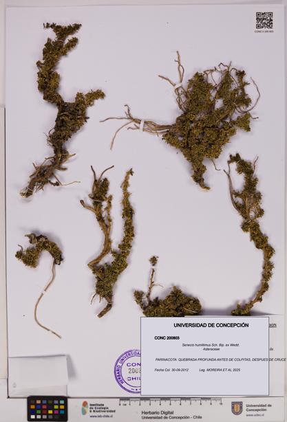 Senecio humillimus [Espécimen: UDEC:CONC:0200803]