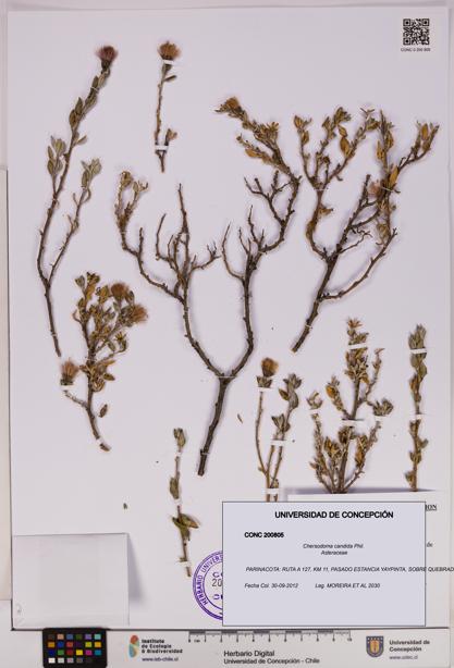 Chersodoma candida [Espécimen: UDEC:CONC:0200805]