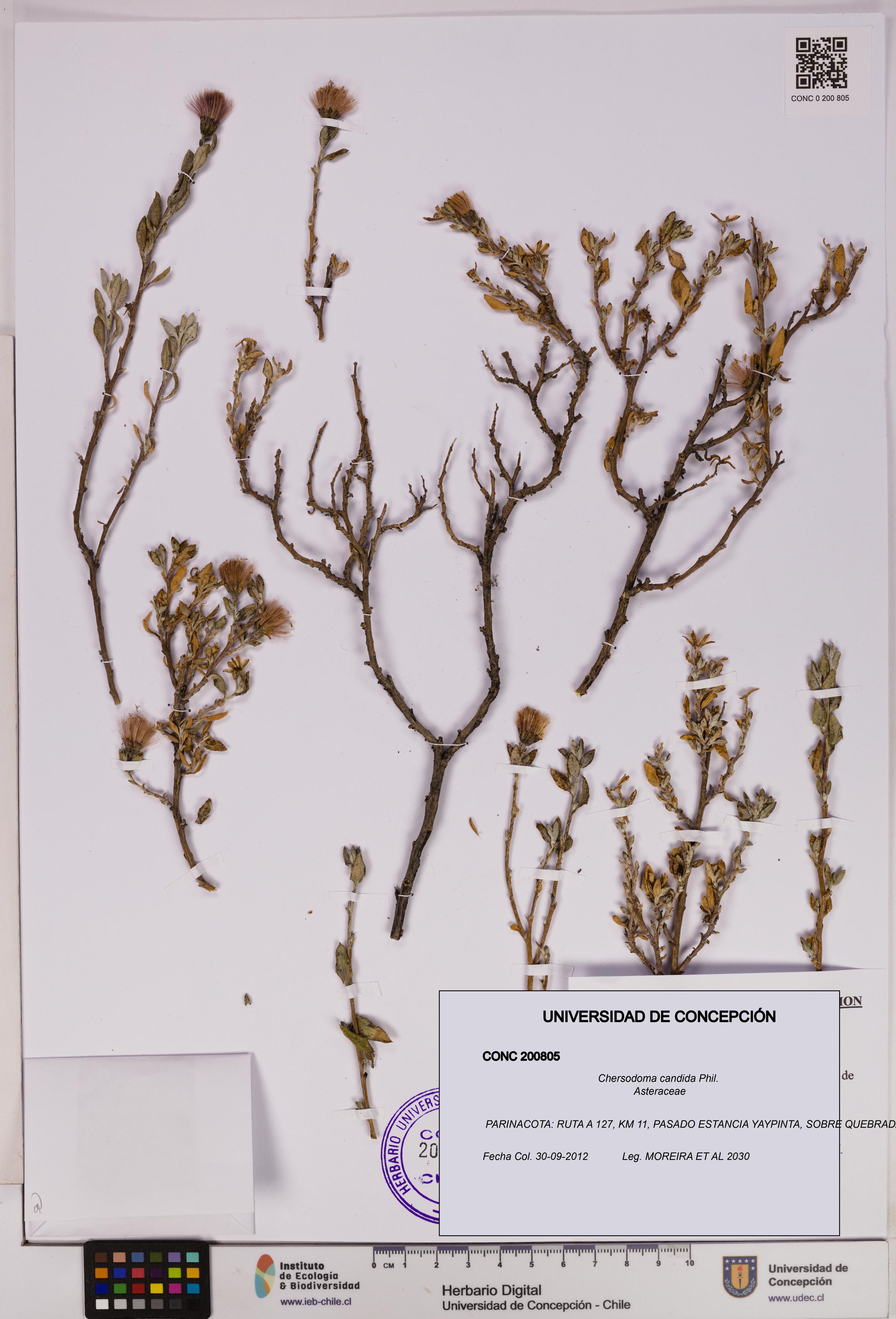Chersodoma candida [Espécimen: UDEC:CONC:0200805]