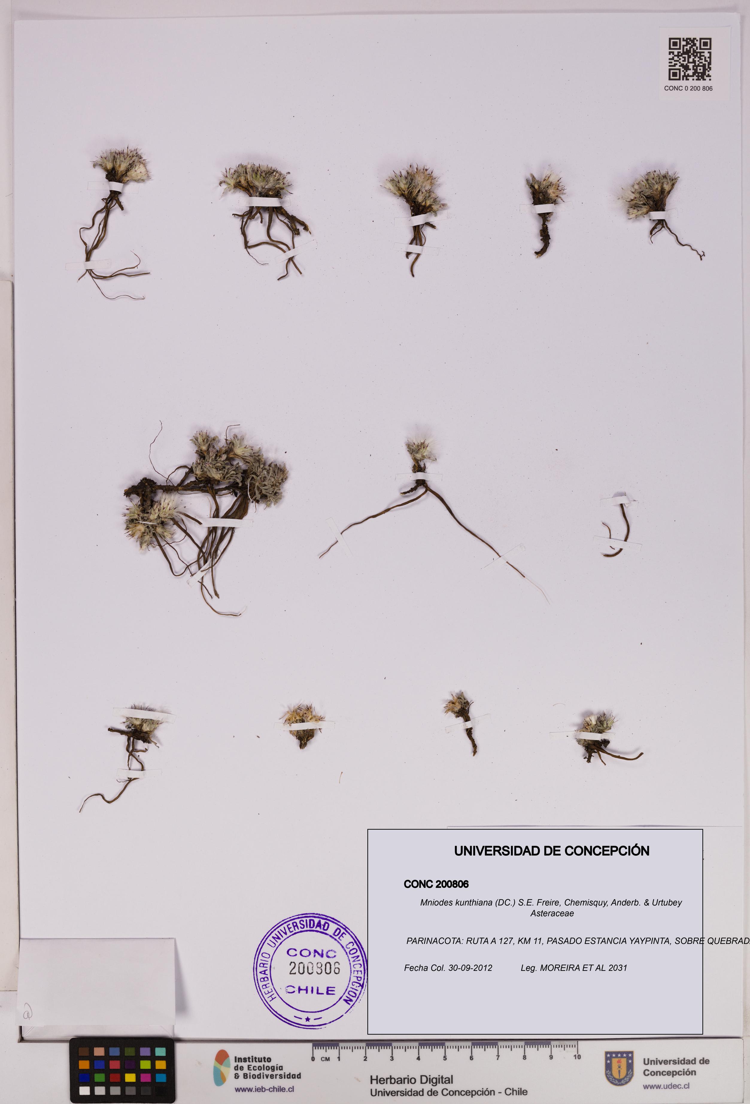 Mniodes kunthiana [Espécimen: UDEC:CONC:0200806]