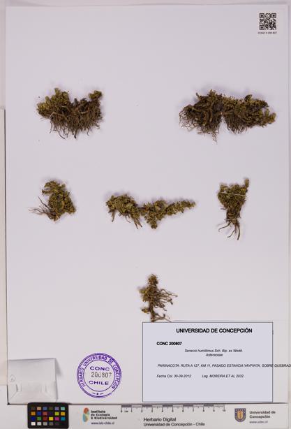 Senecio humillimus [Espécimen: UDEC:CONC:0200807]