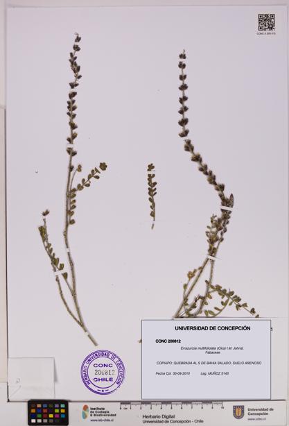 Errazurizia multifoliolata [Espécimen: UDEC:CONC:0200812]