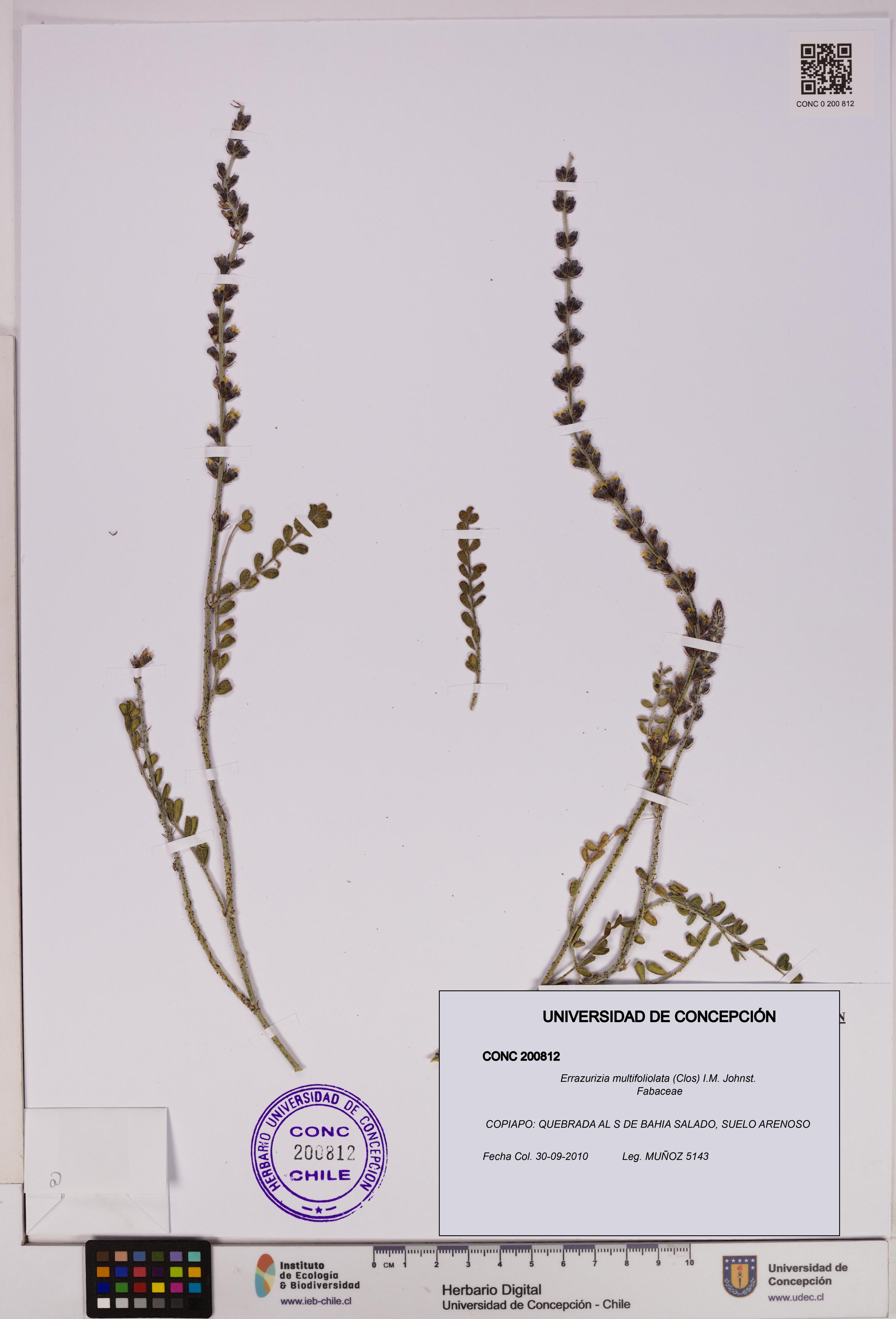 Errazurizia multifoliolata [Espécimen: UDEC:CONC:0200812]