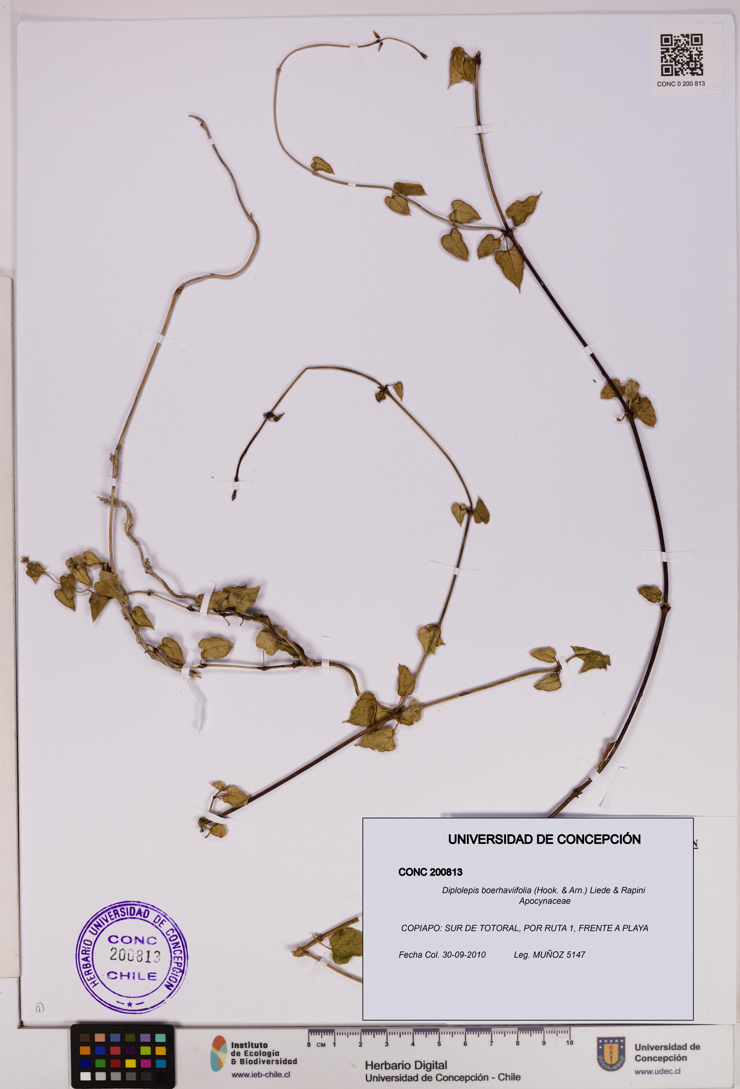 Diplolepis boerhaviifolia [Espécimen: UDEC:CONC:0200813]