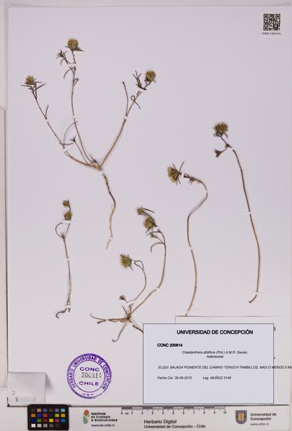 Chaetanthera albiflora [Espécimen: UDEC:CONC:0200814]