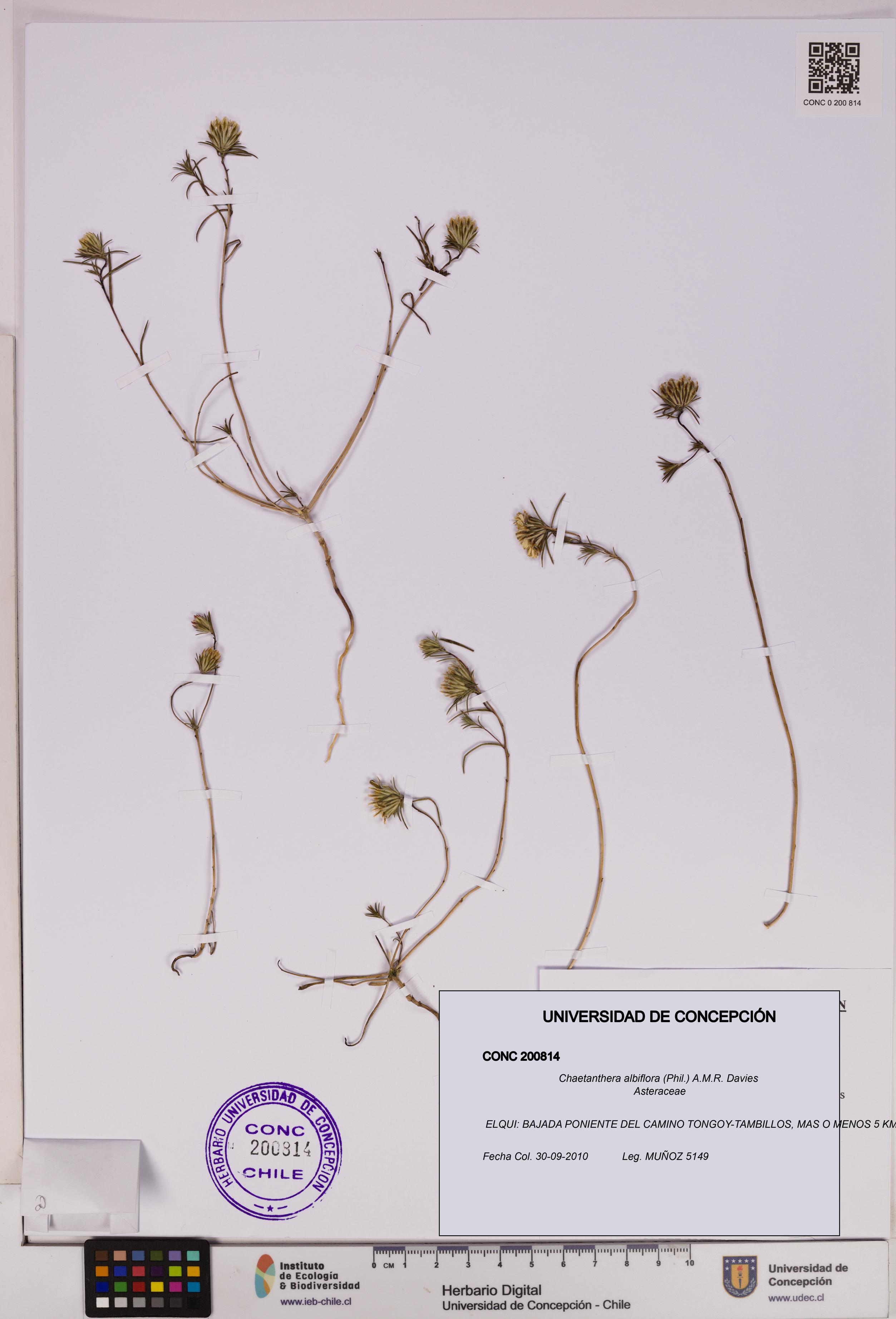 Chaetanthera albiflora [Espécimen: UDEC:CONC:0200814]